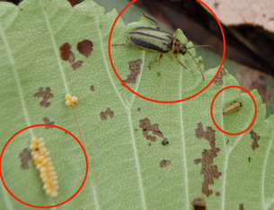 Beetle Eggs | Elm Leaf Beetle | Larvae