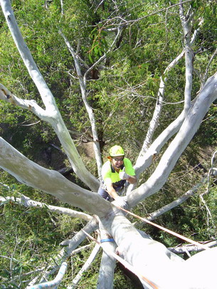 Tree climbing training