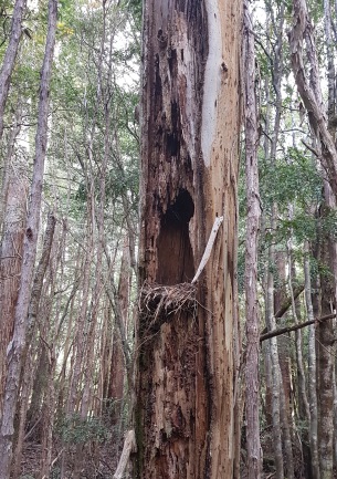 natural tree cavity