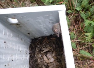 nest box siting