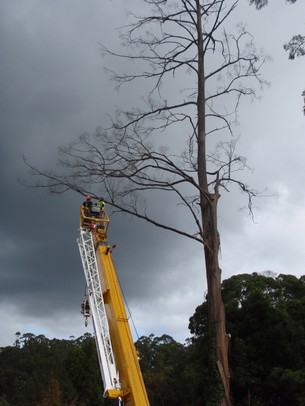 Tree removal using crane