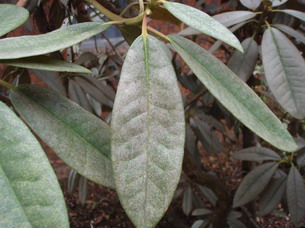 Damaged rhododendron leaves showing spotted and /or silvering leaves. Disease is most often caused by Azalea Lace Bug (Stephanitis pyrioides).