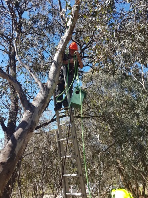 Canopy access nest box installation. Climber is secured to the tree with rope and harness allowing him to work safely.