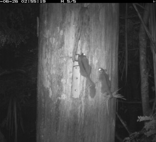 Introduced cavity / hollow suited to Leadbeater's Possum - Possum with nesting material