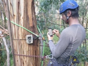 Treetec arborist using a phone and digital form to collect research data on a wildlife camera installation . All whilst high in the tree.