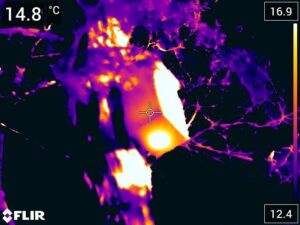 'Hotspot' shown by the TI camera in an occupied nest box - in this case occupied by an Eastern Ringtail Possum - the hot sleeping possum has heated up the bottom of the nest box considerably! ((C) Jo Isaac)
