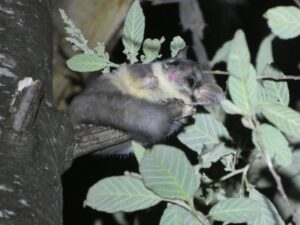 The adorable Leadbeater's Possum can also be detected through spotlighting ((C) DELWP used with permission)