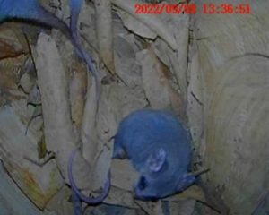 remote camera on artificial nest hollow