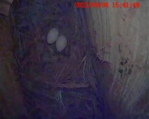 remote camera on artificial nest hollow