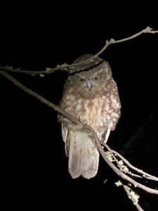 Boobook Owl (Ninox boobook) under spotlight during nocturnal survey. (source: Forest Protection Survey Program).