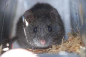 Bush Rat (Rattus fuscipes). A common species regularly found in Elliot Traps in Victoria by Treetec Ecologists.