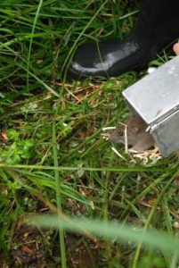 Ecologists release a Bush Rat at exact location of trapping. Minimal handling time is used to avoid stressing wildlife.