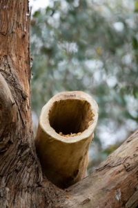 Log Hollow box installed by Treetec Arborists as wildlife habitat.