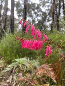 Common Heath - Epacris impressa. Pink form is the Victorian state floral emblem. Proclaimed 11.11.58.