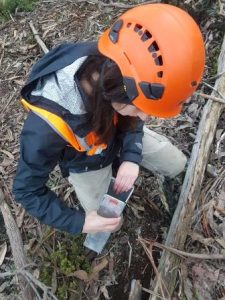 Treetec ecologist checking an Elliot trap early in the day as most species in traps are nocturnal and trapped overnight.