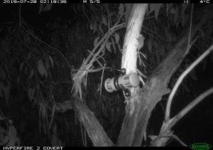 Feathertail Gliders are very small and fast and can move vertically through the canopy making them difficult to observe on remote wildlife cameras - particularly if bait is too far away from the camera.