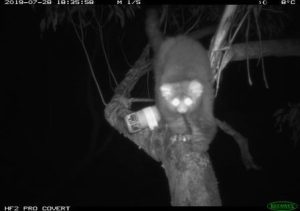 Treetec detection of endangered Greater Gliders. Remote wildlife cameras are placed very high in the canopy where this species favoured habitat is.