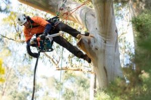 Treetec arborist safely in canopy and using Hollowhog tool to modify a dead branch to become an introduced wildlife hollow.