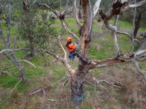 Treetec arborist working at height in large tree to cut an introduced chainsaw hollow for wildlife.
