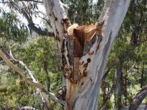 Large cavity created in existing decay by re-shaping hollow and inserting faceplate. Immediately suitable wildlife nesting hollow.