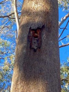 Tec-Door introduced wildlife hollow (Narrow Door wildlife hollow). Wound has callused over the Tec-Door on a large Grey Box tree.