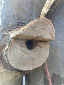 Modified dead branch. Treetec arborists have used the Hollowhog tool to create a large wildlife nesting cavity inside.