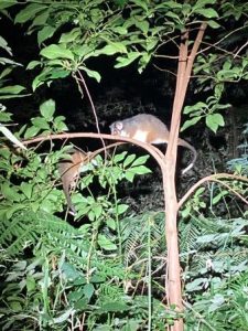 Ringtail Possums (Pseudocheirus peregrinus) found by Treetec ecologists spotlighting in Victorian forests. (source: Forest Protection Survey Program).