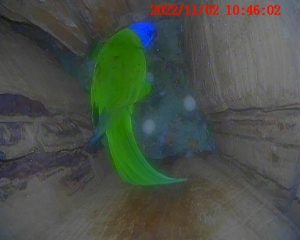 Treetec artificial chainsaw hollow for wildlife - Whitehorse project. Occupied by Australia Rainbow Lorikeet nest and 2 eggs. Internal cavity view by extension pole camera.
