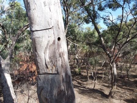 Faceplate hollow on dead tree with side entry hole carved by Treetec arborists using chainsaws. Instant wildlife homes.