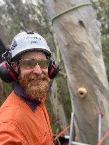 Treetec arborist at Gresswell Forest NCR habitat enhancement Project. 50 Wildlife chainsaw hollows were carved into live trees for instant wildlife homes.