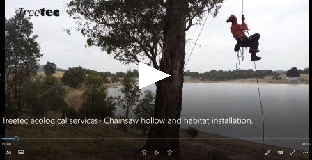 Video: Treetec Ecological Services - Chainsaw hollow and habitat installation. Treetec specialise in canopy access wildlife habitat projects.
