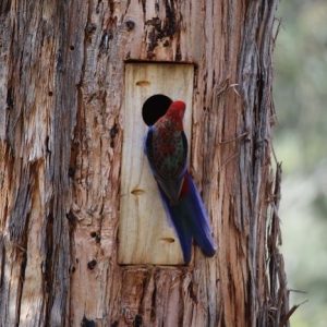 Crimson Rosella inspecting a Treetec Tec-Door style chainsaw cut wildlife hollow for a new home.