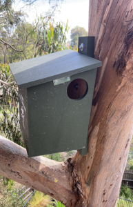 Latrobe nest box installed by Treetec arborists. 2 screws were used to secure it to a large tree in an urban backyard.