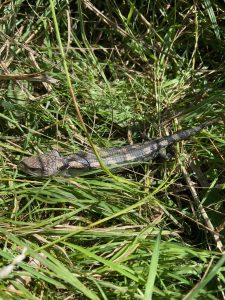 Blue-tongued Lizard hiding in the grass.